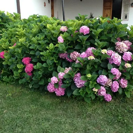 Margherita Le Fiabe 4*