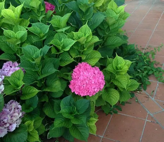 Margherita Le Fiabe Oda ve Kahvaltı 4*